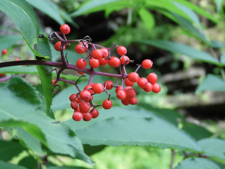 fruit, leaf, red, plant, nature, berries, food, food and drink HD wallpaper