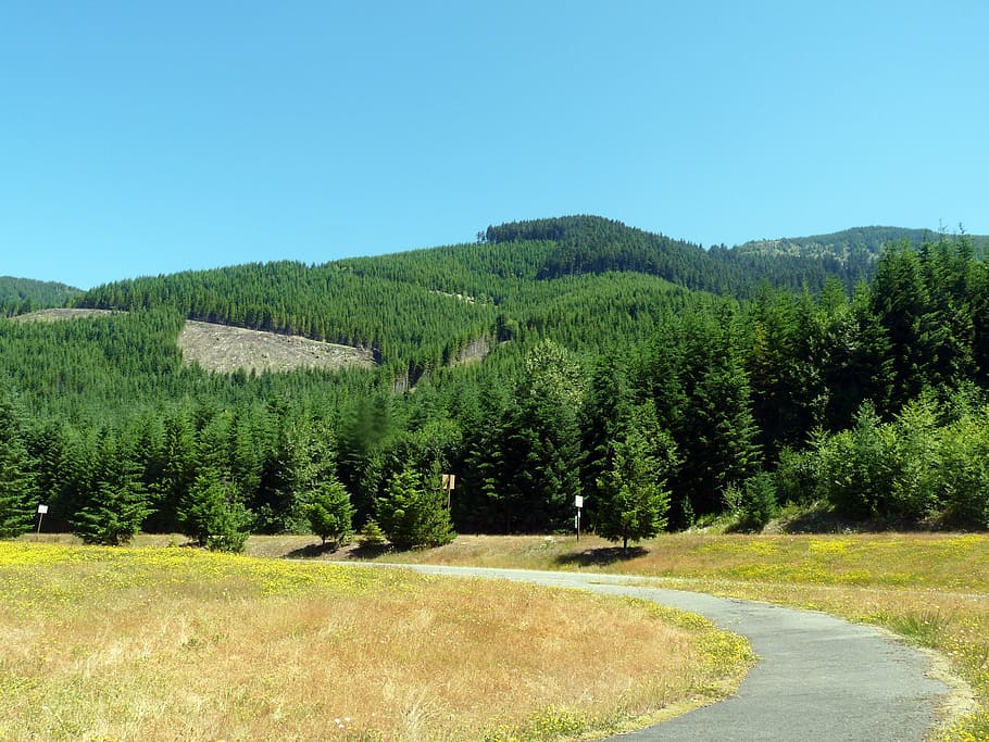 mountain view, timber, sun, sky, northeast view, central washington HD wallpaper