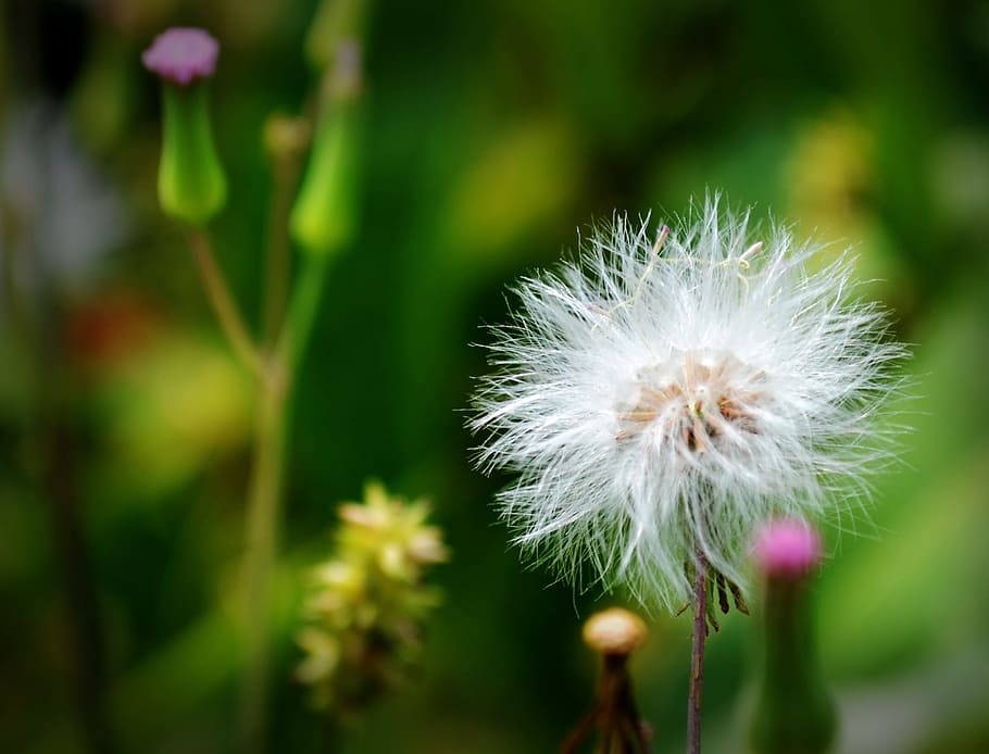 Dandelion, White, Flower, Nature, Summer, plant, green, seed HD wallpaper