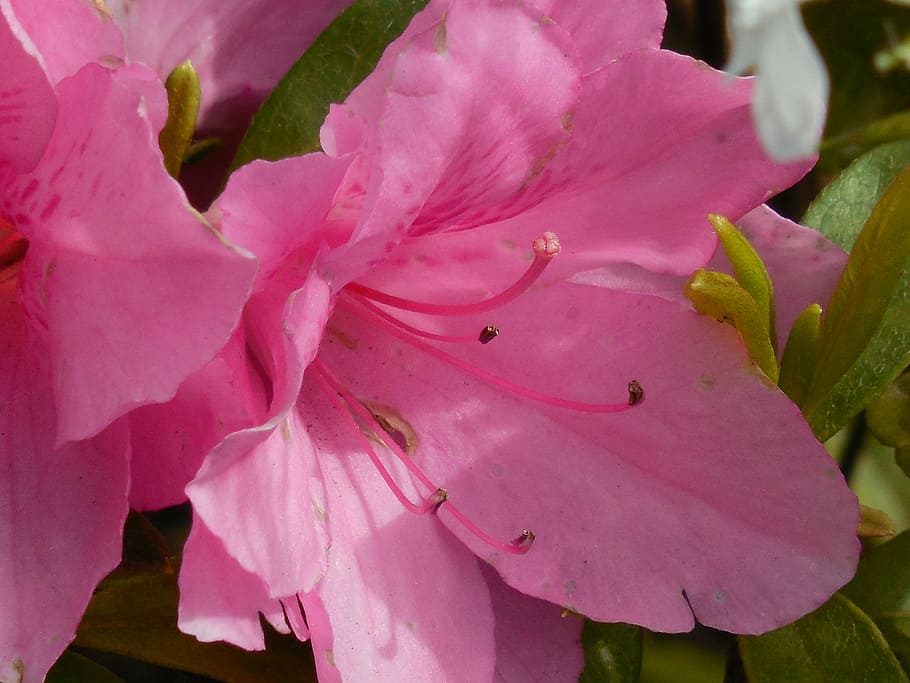 azalea, bloom, spring, nature, blossom, plant, flora, color HD wallpaper