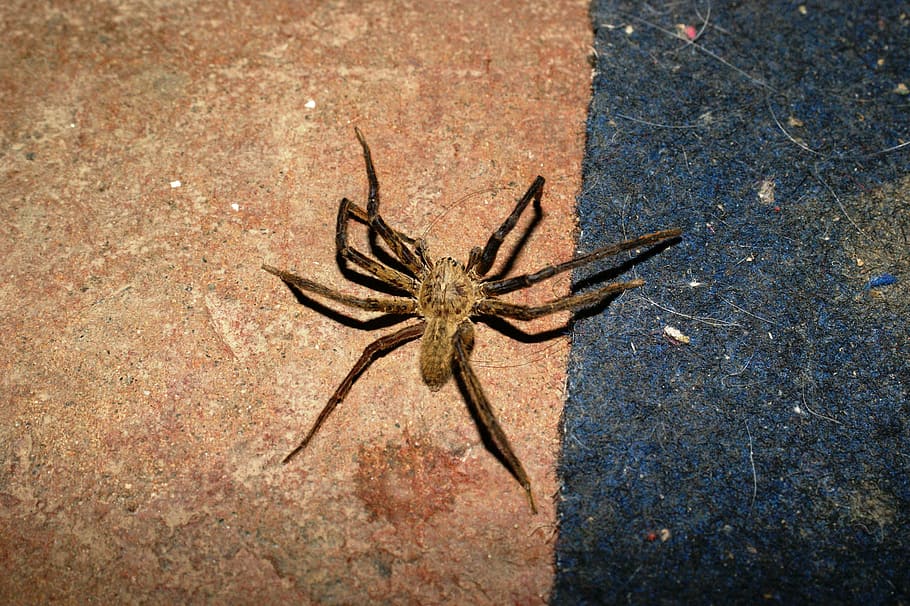 nature, saudi, risaralda, colombia, spider, arachnid, animal HD wallpaper