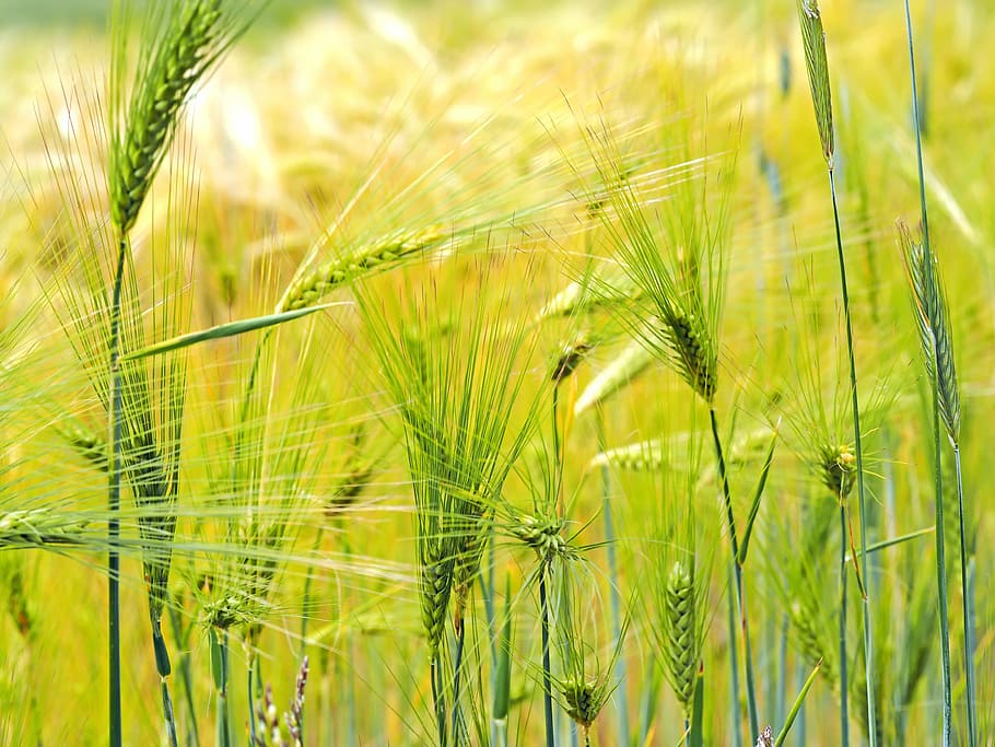 wheat field, plant, nature, live, agriculture, growth, summer, HD wallpaper