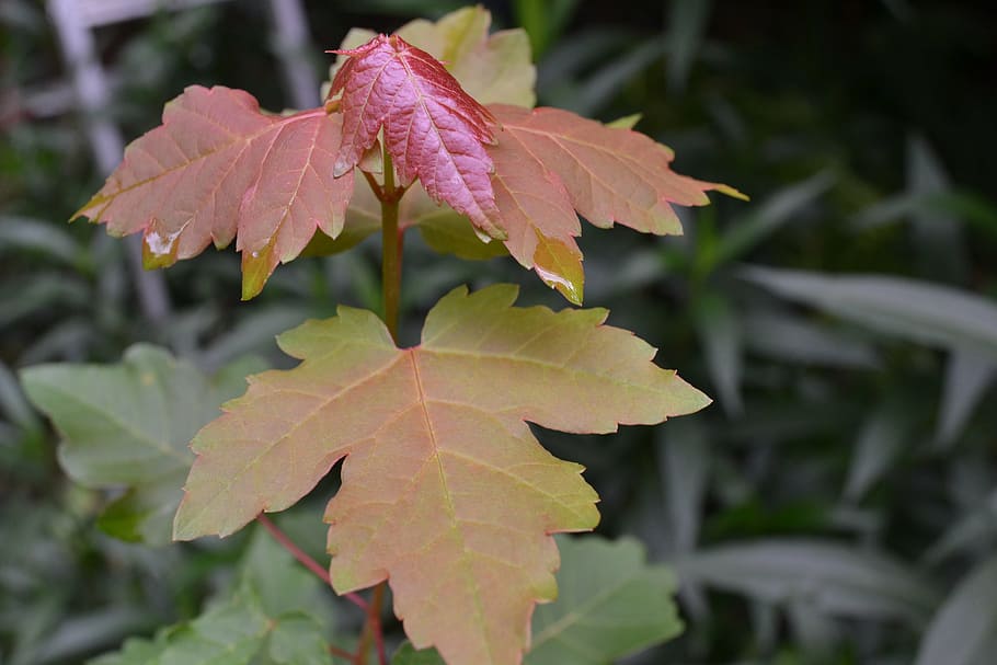 nature, leaves, leaf, foliage, outdoor, green leaf, plant, light HD wallpaper