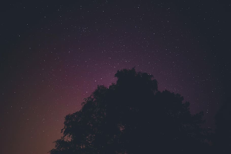 silhouette photography of tree and stars, night sky, dark, astrophotography HD wallpaper