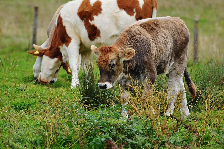 cows, allgäu, cute, ruminant, dairy cattle, pasture, animal HD wallpaper