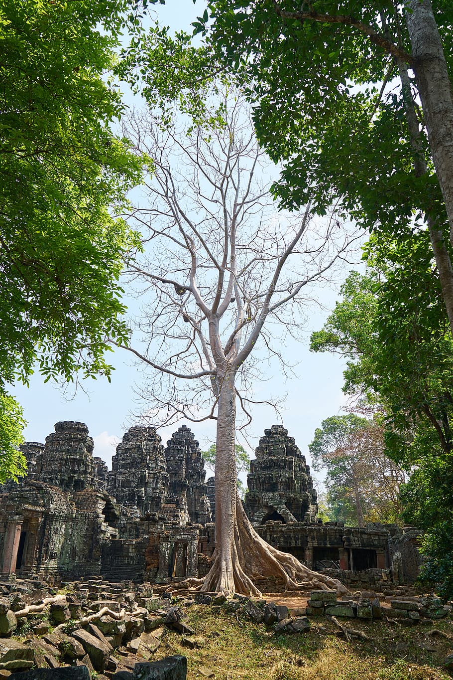 tree, nature, plant, big, old, cambodia, angkor wat, temple HD wallpaper
