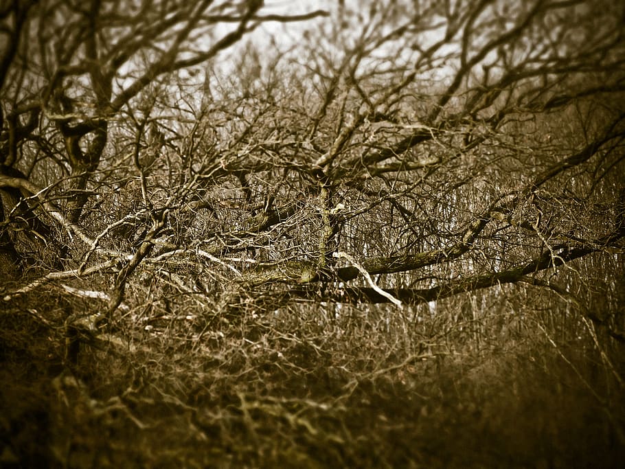 forest, tree, aesthetic, branches, kahl, winter, weird, gloomy HD wallpaper