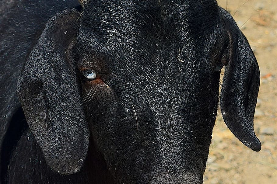 goat, portrait, close up, face, horns, head, animal, nature HD wallpaper