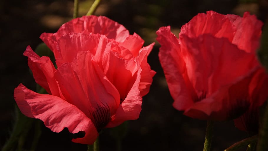 close-up photography of red poppy flowers, Spring, Flowers HD wallpaper