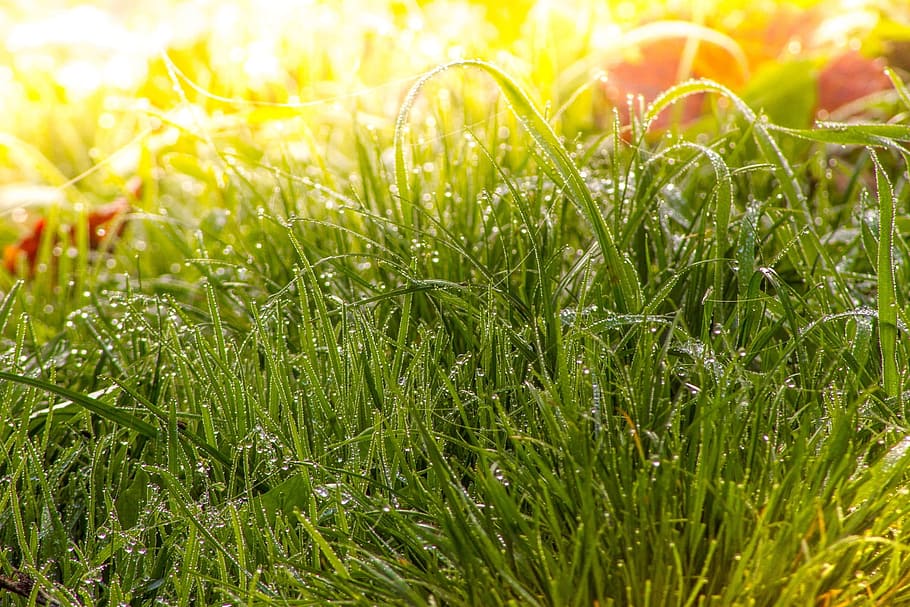 green grass, meadow, fog, dew, nature, blade of grass, morgentau HD wallpaper
