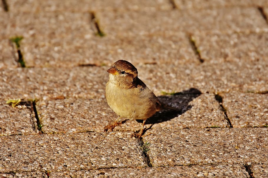 sparrow, bird, small, cute, nature, plumage, young, birds, sparrows HD wallpaper