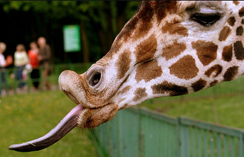 closeup photography of giraffe, emotions, funny, animal, nature HD wallpaper