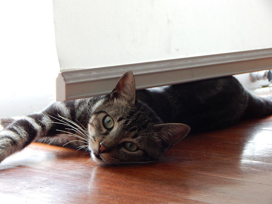 pet, cat, rest, domestic, pets, domestic cat, mammal, domestic animals HD wallpaper