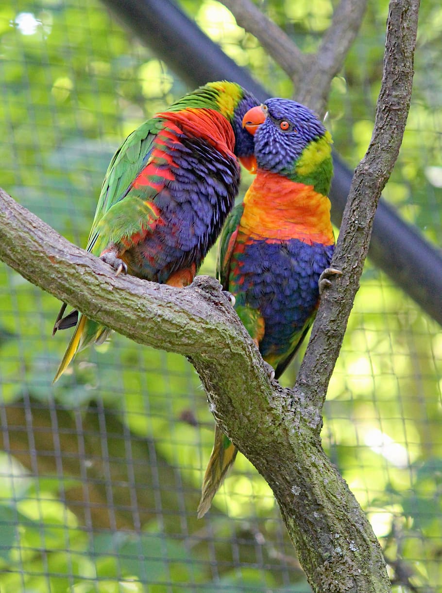 lori, mnohobarvý, a pair of, in love, parrots, birds, feather, HD wallpaper