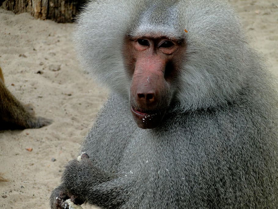 monkey, nature, animal, wild, zoo, primate, natural, macaque HD wallpaper