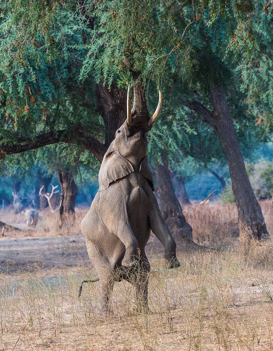 wildlife photography of elephant reaching to the trees, manapools HD wallpaper