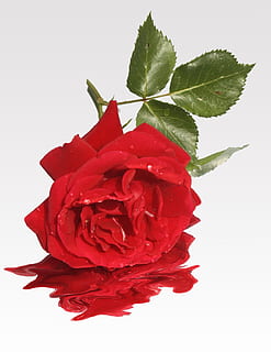 red rose flower, Love, Flower, Memory, Map, greeting, pain HD wallpaper