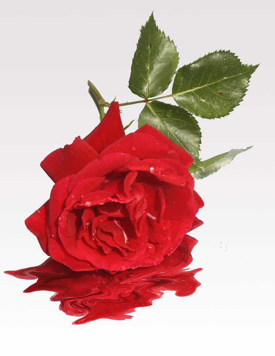 red rose flower, Love, Flower, Memory, Map, greeting, pain, force, HD wallpaper