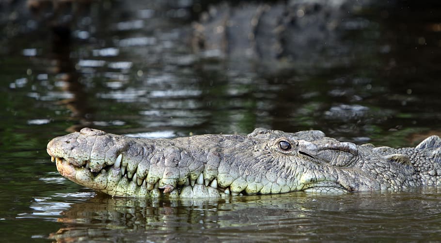 Pointed Crocodile, Crocodile, crocodylus acutus, reptile, lurking, HD wallpaper