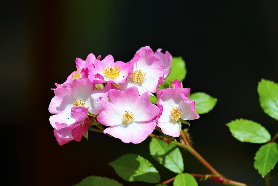 rose, chichewa live, flower, flowering plant, freshness, beauty in nature HD wallpaper