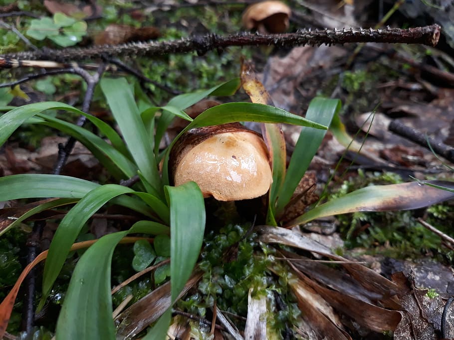 fungus, grass, forest, mushroom, growth, vegetable, food, plant HD wallpaper