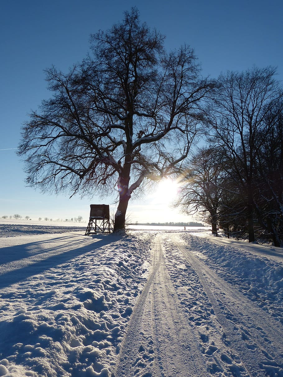 wintry, tree, away, evening, abendstimmung, traces, snow landscape HD wallpaper