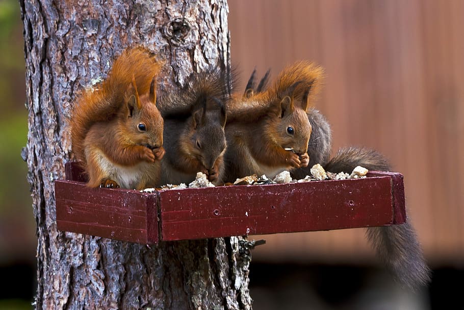 squirrel standing on brown wood, three, pine, animal themes HD wallpaper