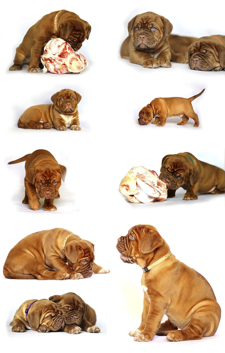 red French mastiff puppy collage, bordeaux, dog, animal, white, HD wallpaper