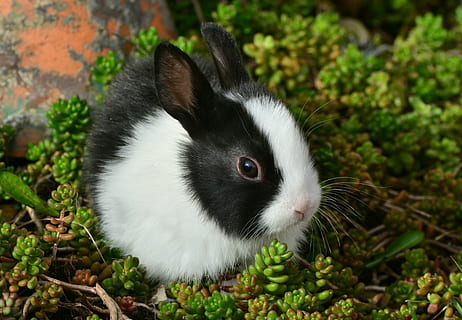 white and black rabbit on green plant, hare, bunny, cute, fur HD wallpaper