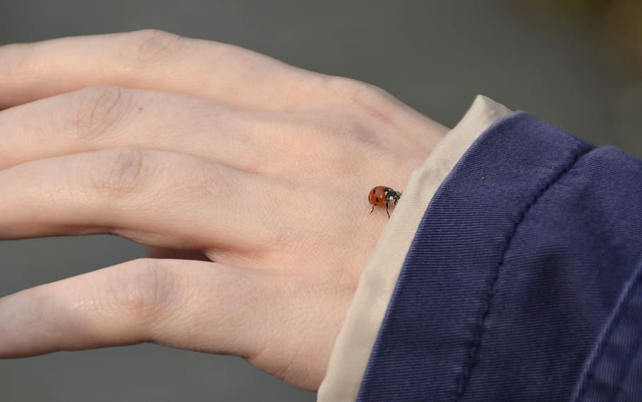 Hand, Ladybug, Nature, Connectedness, human body part, animal themes HD wallpaper