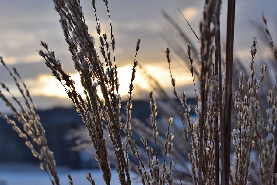 Grasses, Winter, Snow, Cold, Frost, ice, frozen, landscape HD wallpaper
