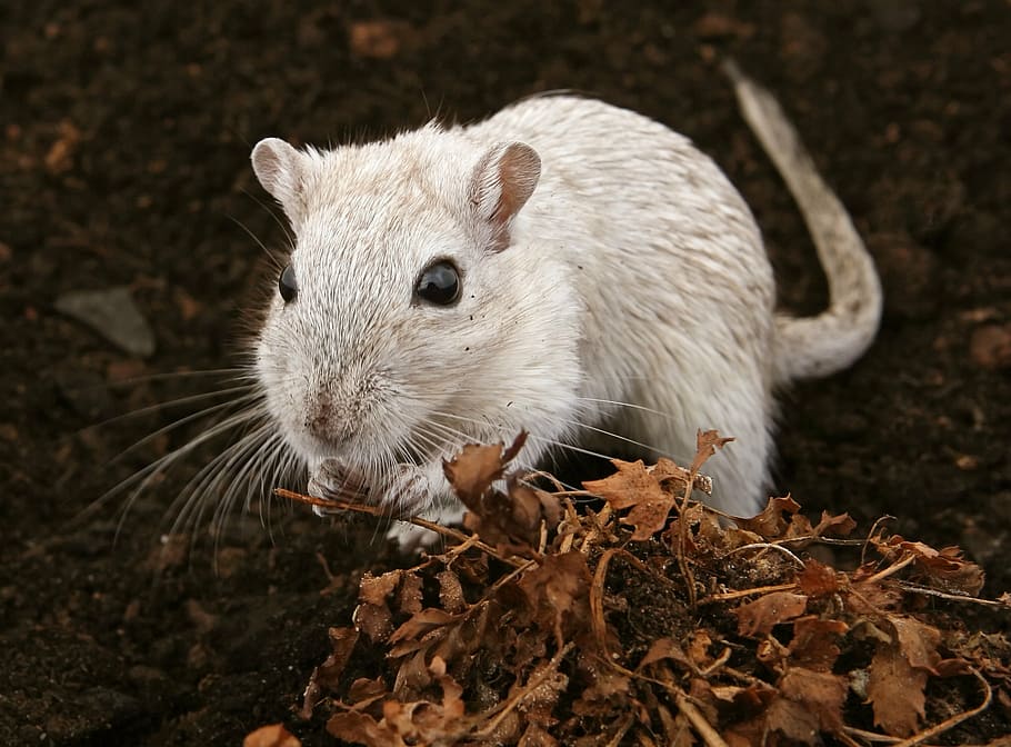 selective focus of white rodent on ground, animal, attractive