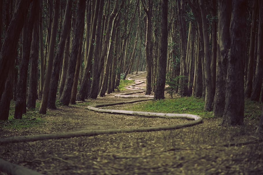 untitled, trees, along, road, daytime, forest, woods, snake HD wallpaper