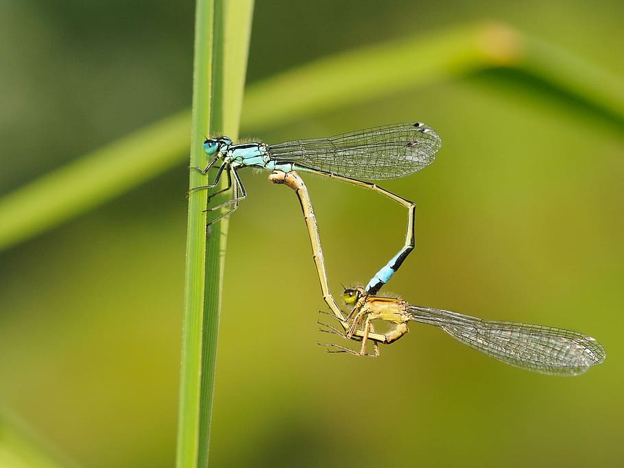 insect, dragonfly, couple, macro, one animal, animal themes HD wallpaper