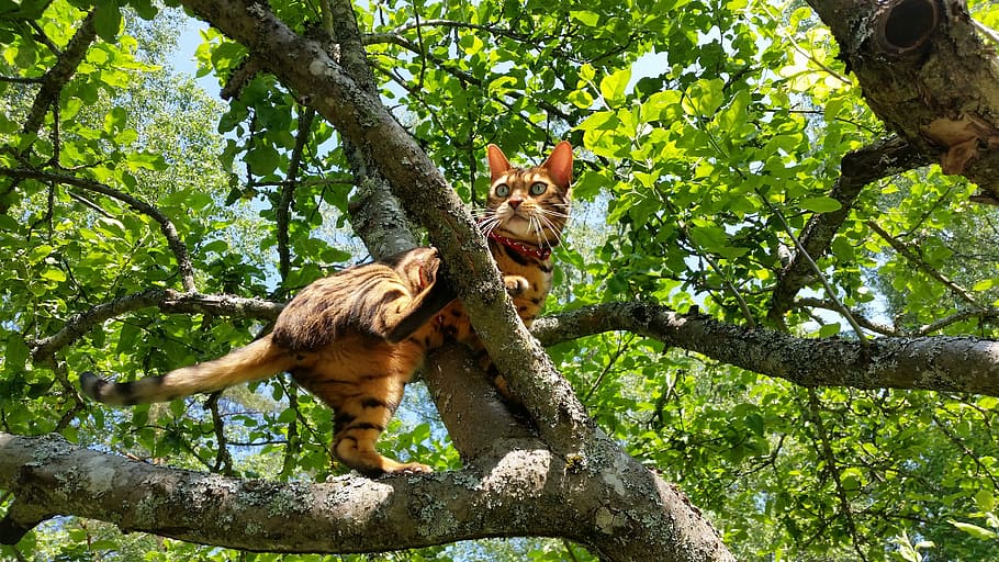 bengal cat on tree branch during daytime, animals, climbs, nature HD wallpaper