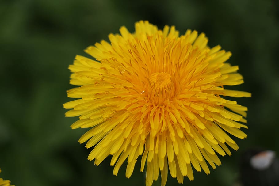 Dandelion, Blossom, Bloom, Yellow, Plant, summer, flower, fragility HD wallpaper