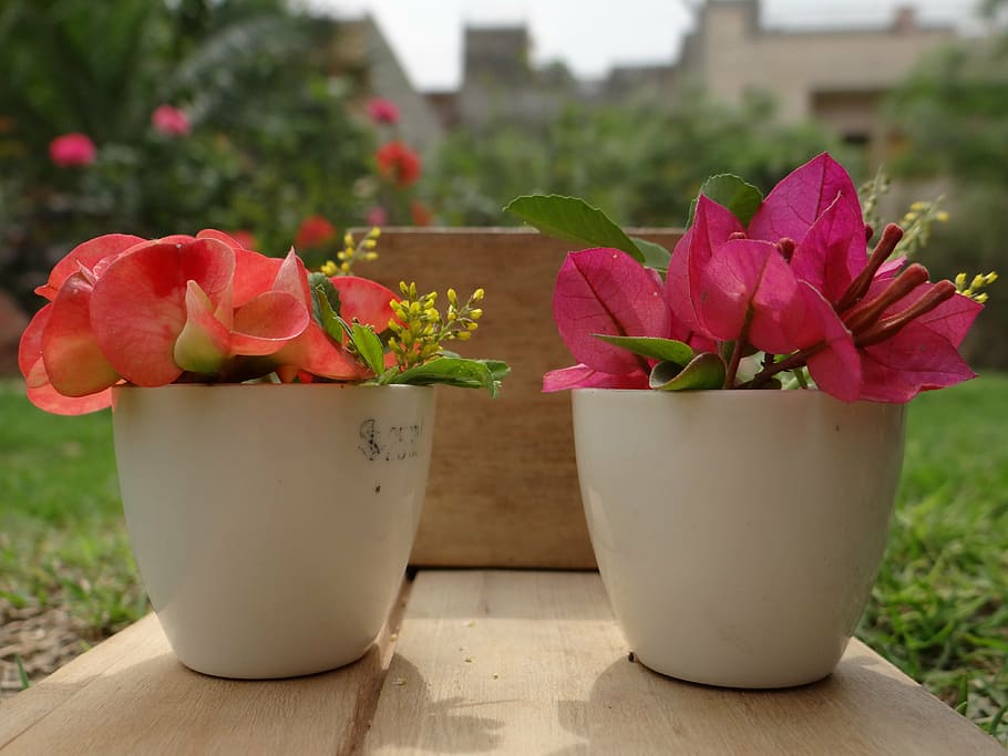 flower pot, spring, floral, pink, beautiful, colorful, bright HD wallpaper