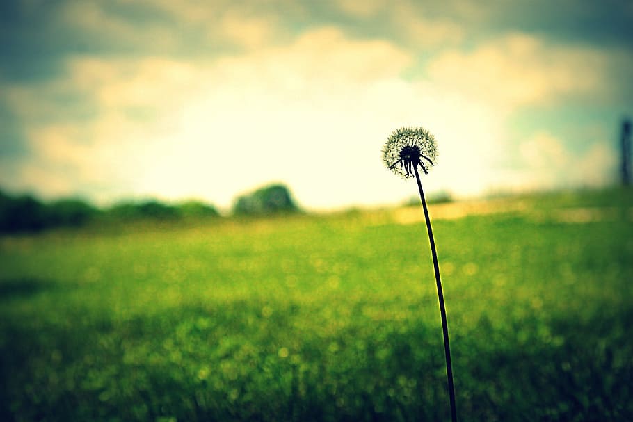 white Dandelion near grass under cloudy sky, flower, spring HD wallpaper