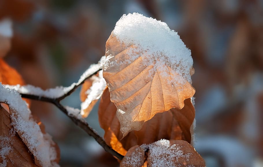 leaf, leaves, dry, brown, winter, spring, snowy, nature, close HD wallpaper