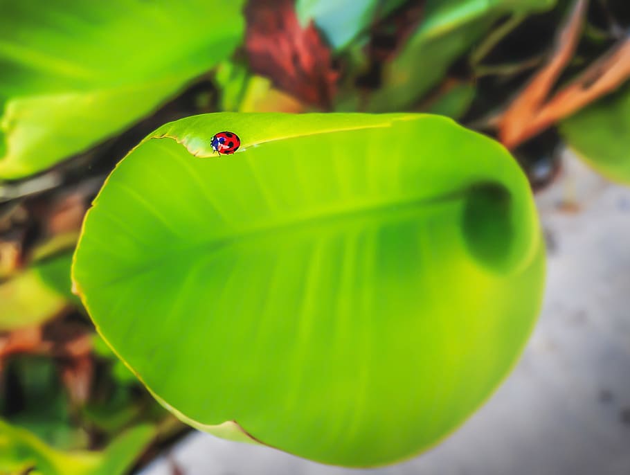 lady bird, insert, nature, bug, leaf, garden, green, green color HD wallpaper