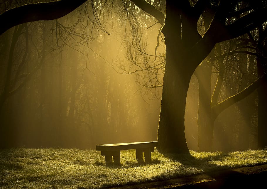 photo of bench beside tree, mist, sun rays, tree's, spooky HD wallpaper