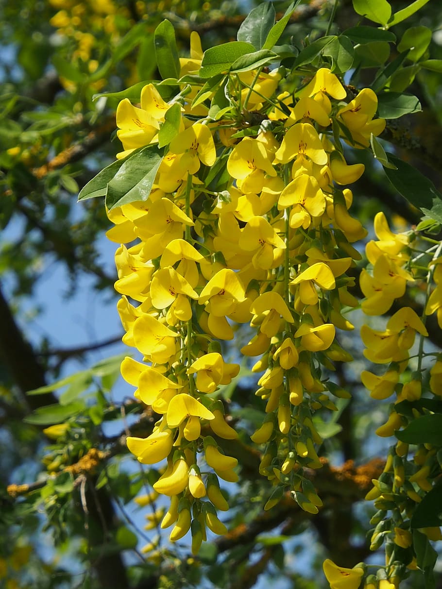 yellow, laburnum, spring, flower, plant, growth, flowering plant