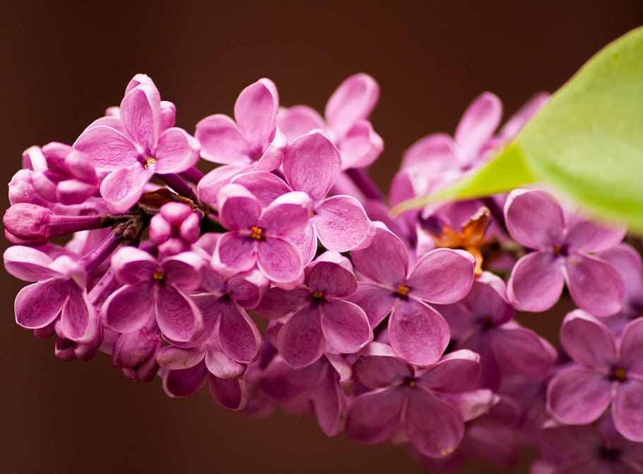 Lily, Flower, Summer, petal, fragility, beauty in nature, pink color HD wallpaper
