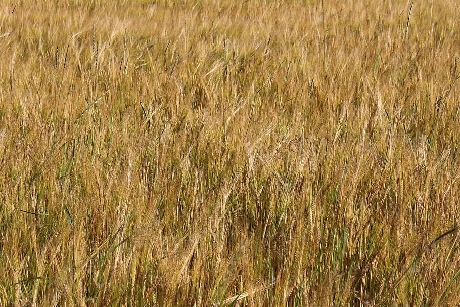 field, barley, arable, summer, agriculture, cereals, cornfield HD wallpaper