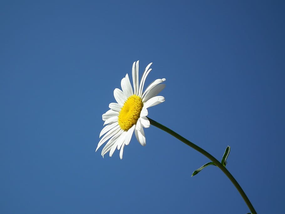 photo of white petaled flower, bloom, summer, daisy, flowers HD wallpaper