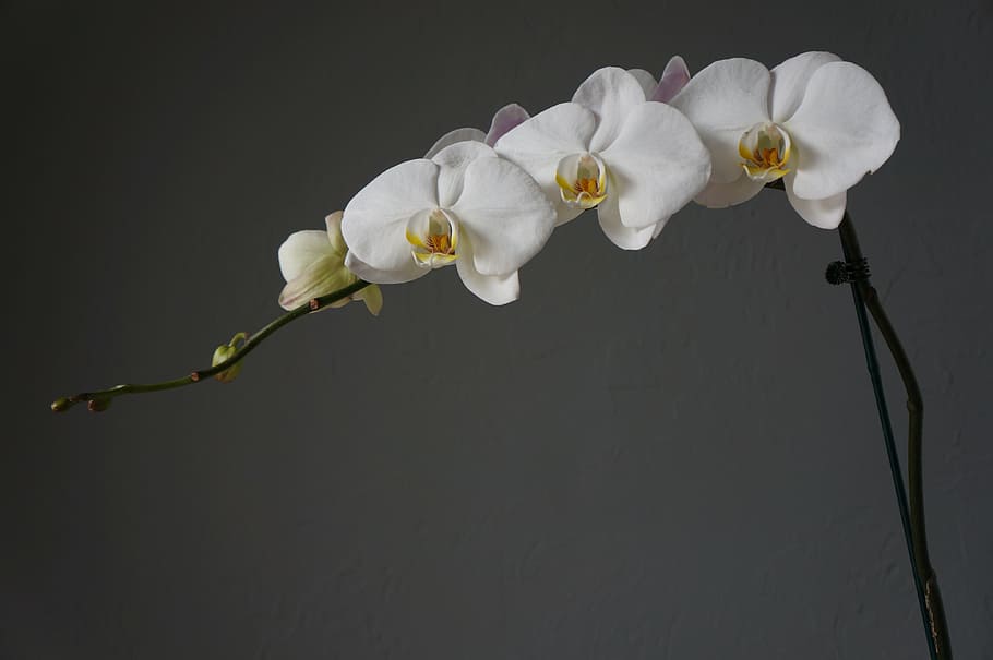 orchids, cups, white, flower, flowering plant, fragility, beauty in nature HD wallpaper