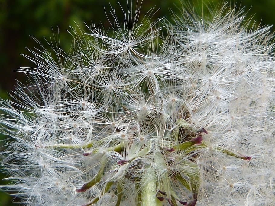 dandelion, pollen, seeds, bloom, nature, blossom, close, flora HD wallpaper