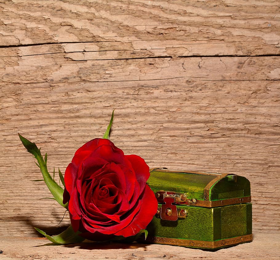 red rose beside green treasure chest, Rose, Red, Flower, Blossom, HD wallpaper