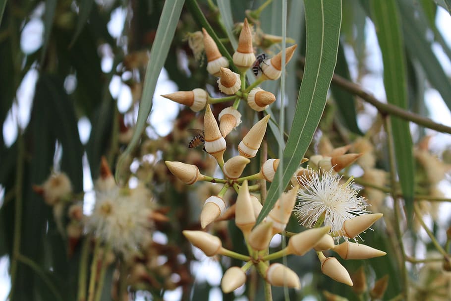 Flower, Eucalyptus, Blooming, nature, plant, fruit, tree, food HD wallpaper
