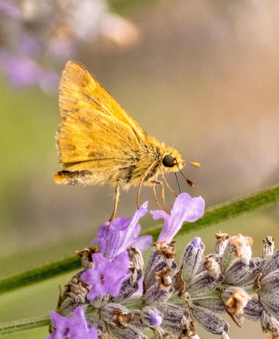moth, orange, rural, oregon, toledo oregon, insect, butterfly HD wallpaper
